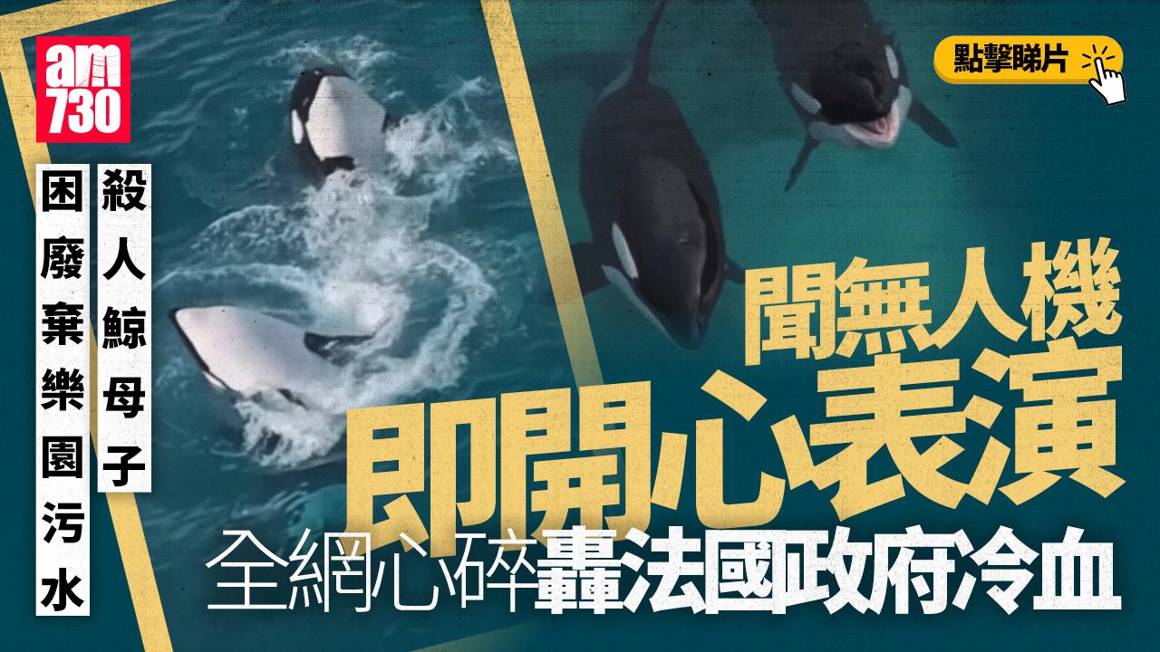 殺人鯨母子困廢棄樂園 見無人機即「表演」全球心碎(有片)