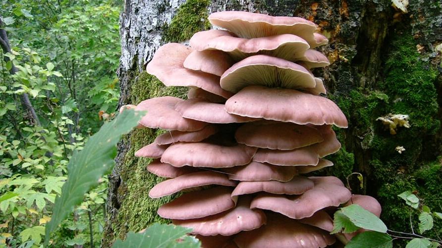 圖為含有劇毒的「日本臍菇」(又稱月夜茸)。(互聯網)