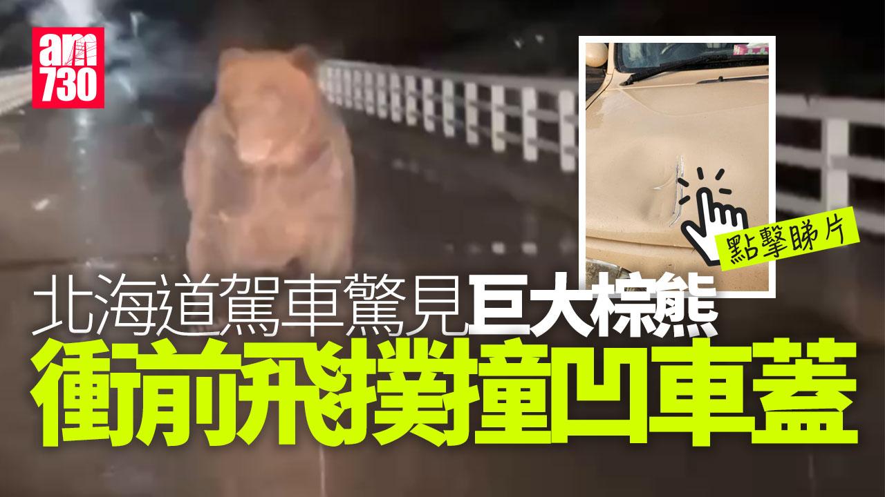 北海道巨大棕熊撲向車 司機慌忙後退車蓋留凹痕(有片)
