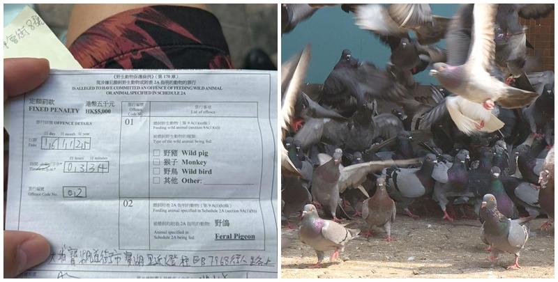 社交平台小紅書近日有內地女網民發文，稱自己往香港旅遊時，因餵食野生鴿子被罰款5000港元，並稱「內地可以隨意餵」，並提醒準備訪港的人要注意相關法例。
