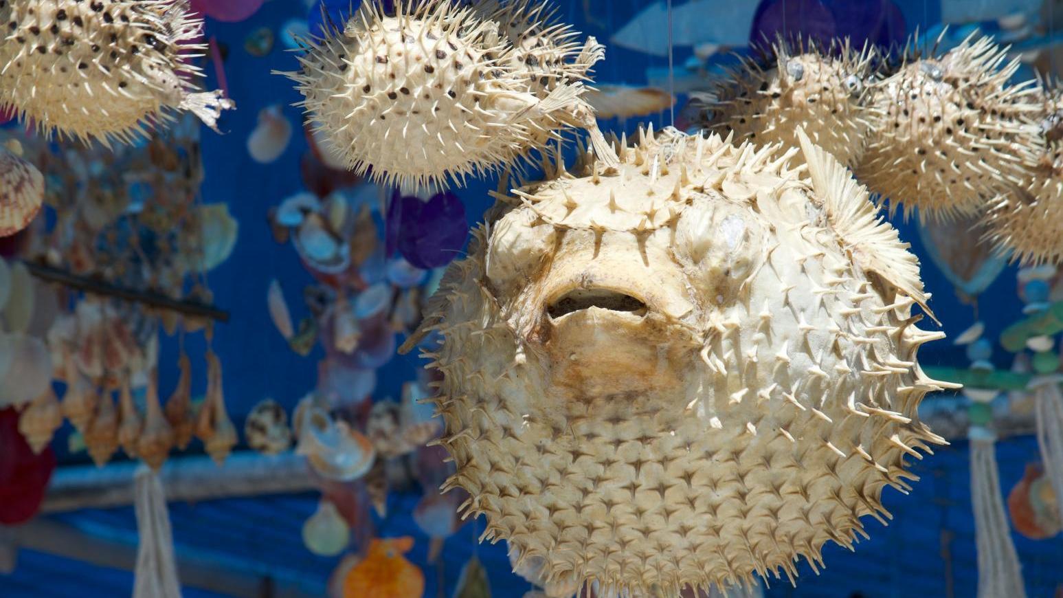 廣島市有3人食用河豚中毒。（示意圖／unsplash）