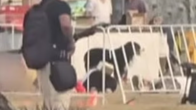 悉尼海灘槍擊案｜忠犬無懼槍聲 不離不棄守護主人遺體 萬民心碎(有片)