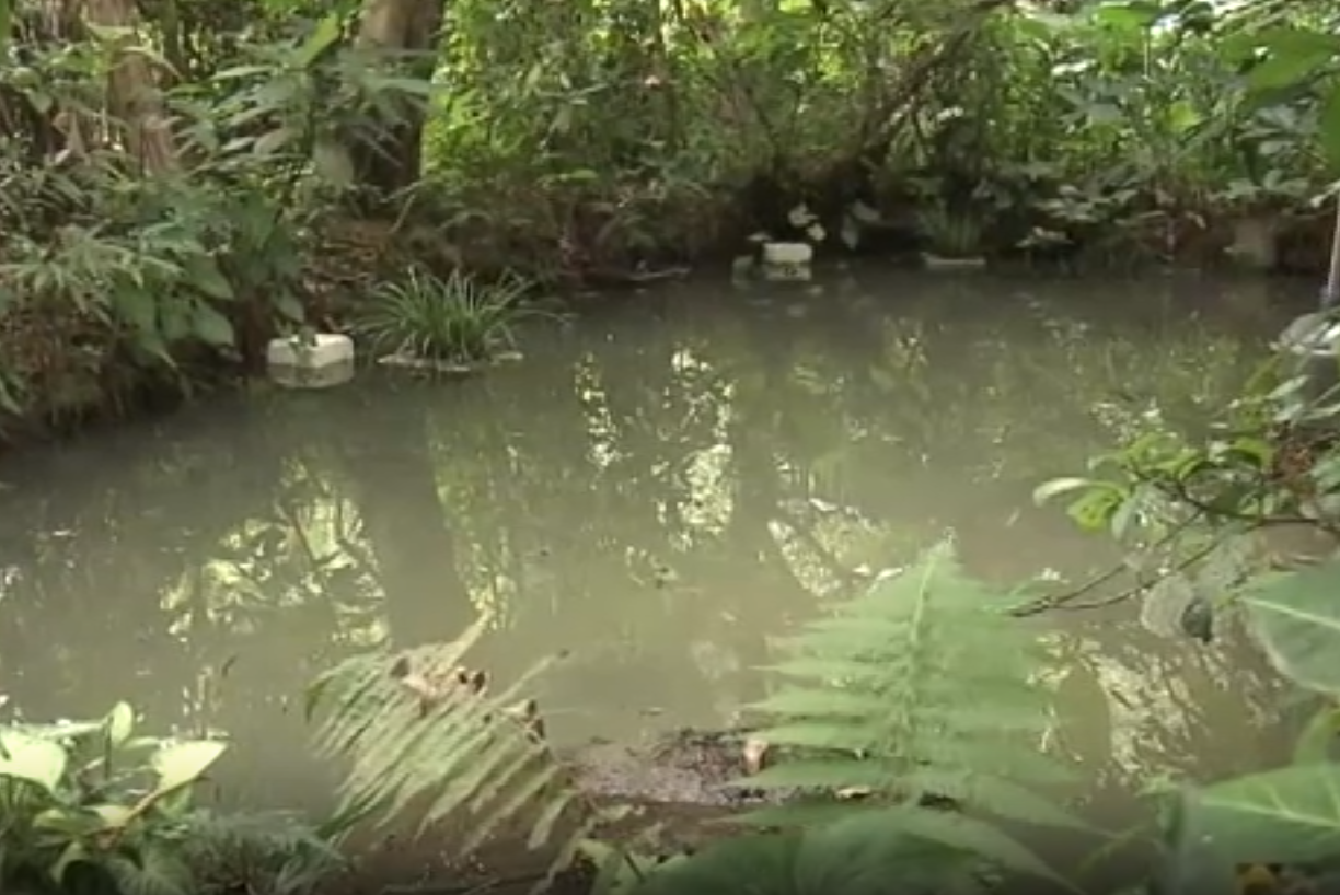 大埔黃宜坳下村一名67歲姓羅婦人，被家人發現於村屋對開漁池載浮載沉，懷疑遇溺死亡 (now新聞台畫面)