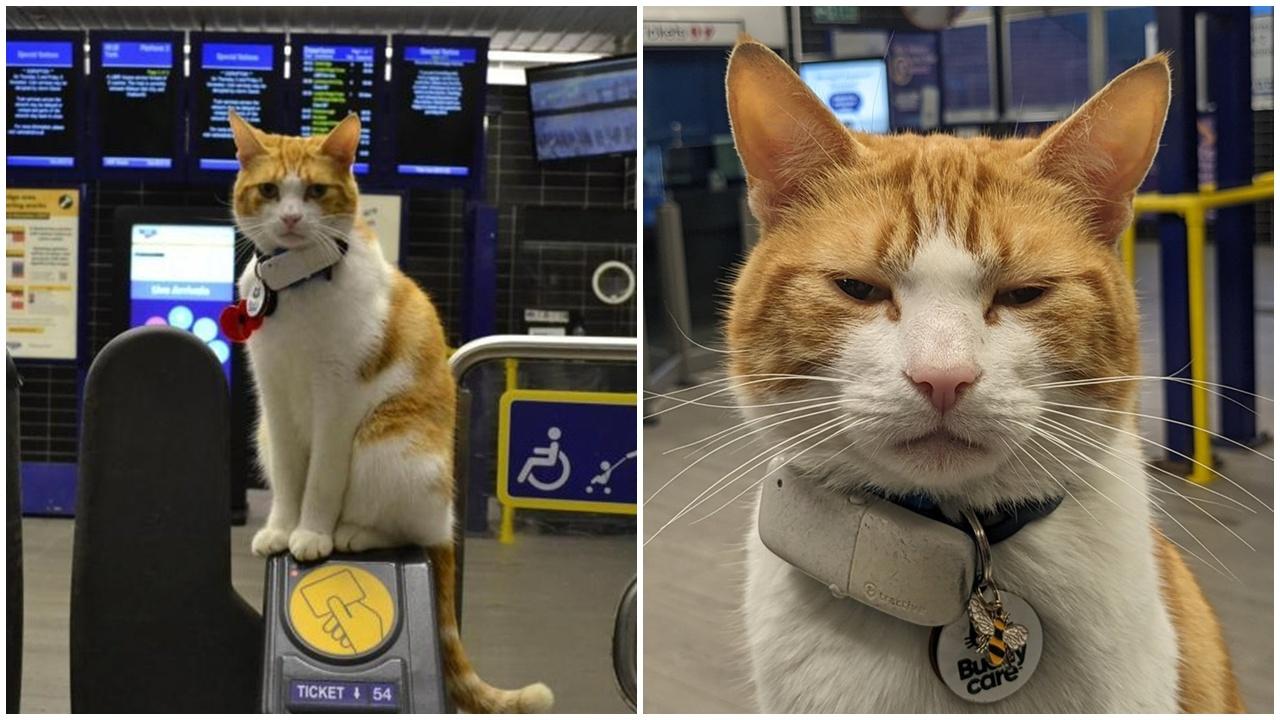 英地鐵貓站長已回喵星，粉絲不捨悼念。(FB)