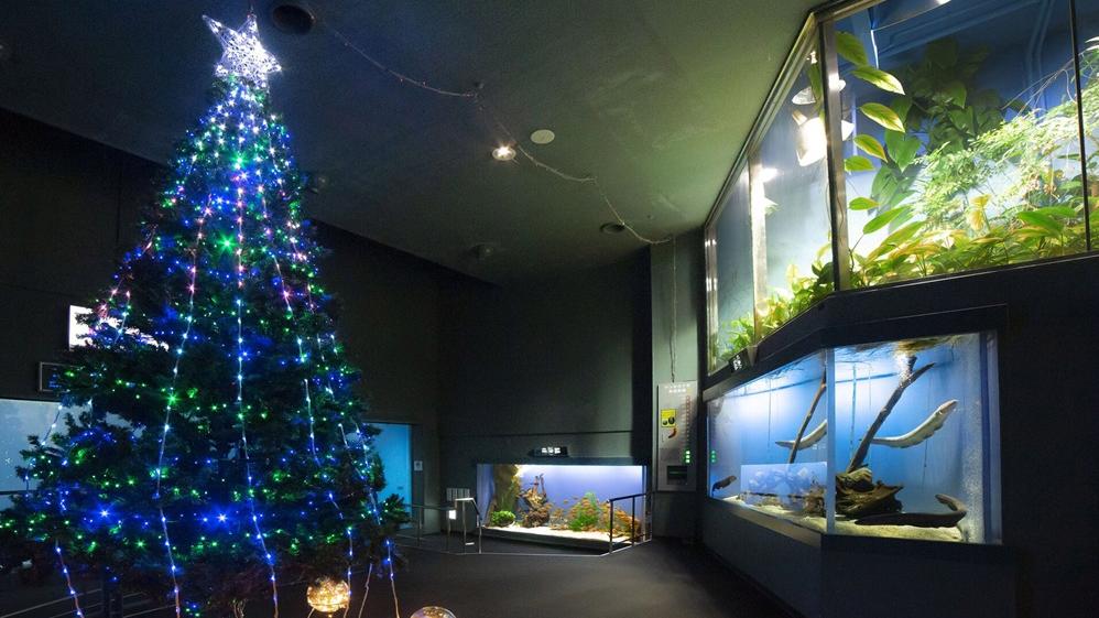 水族館電鰻放電點亮5米高聖誕樹，網民：會不會過勞？(X)
