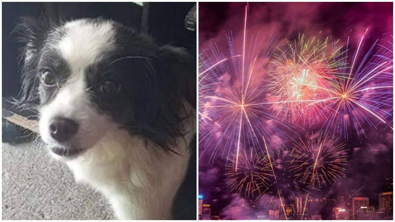人類連日放煙火，致水豚一屍兩命，狗狗嚇到8樓跳窗墮斃。