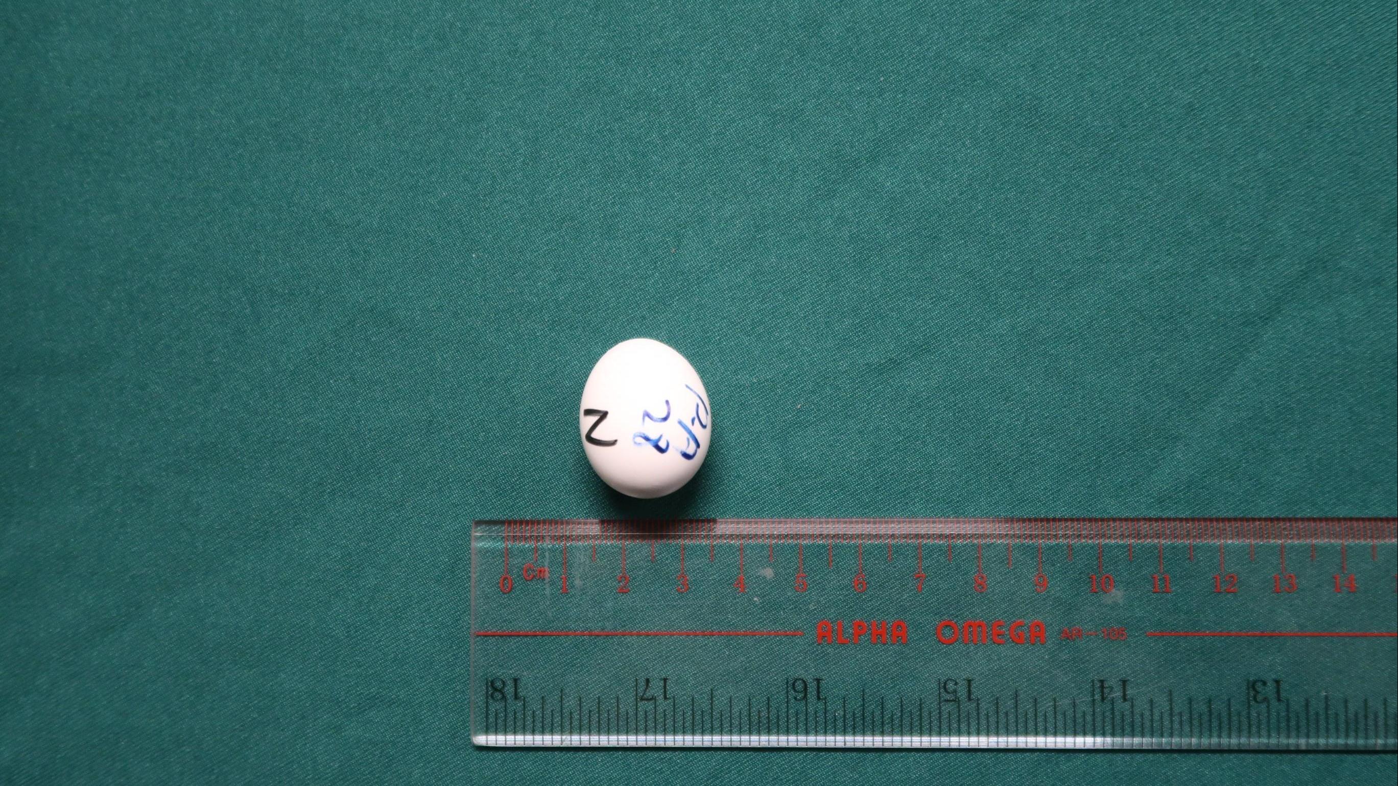 海關機場檢獲714隻瀕危物種鳥蛋，市值約1,000萬元