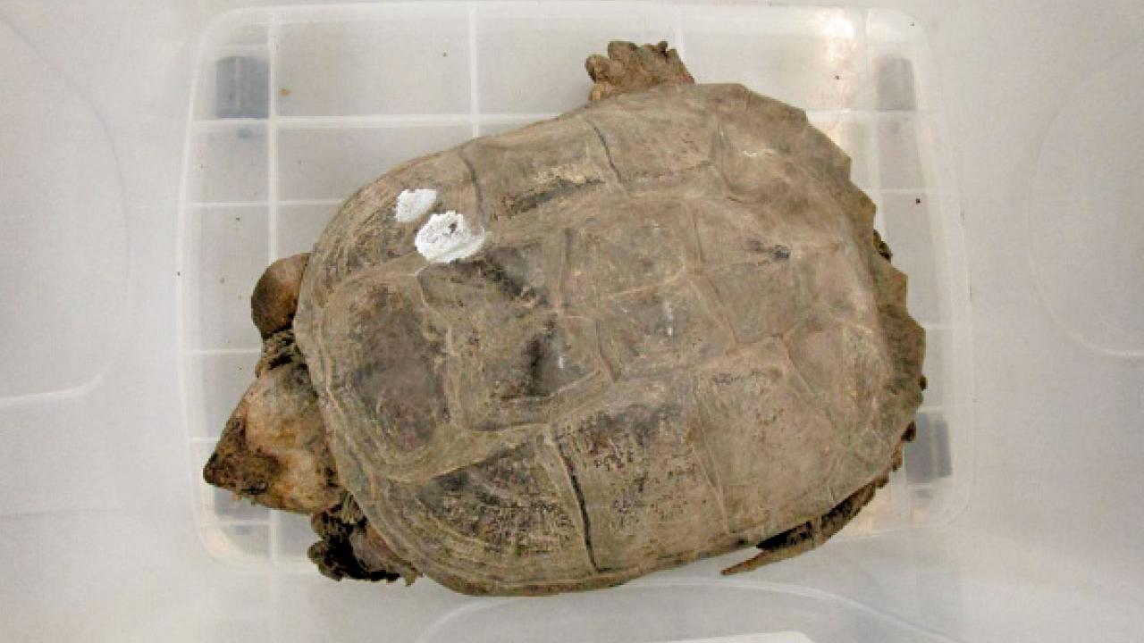 海關港珠澳大橋拘33歲男司機 檢42隻疑屬受管制活龜值42萬