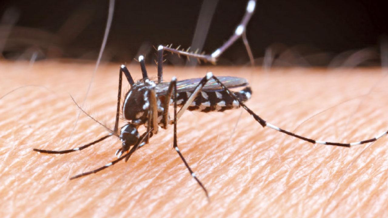 增一宗基孔肯雅熱本地個案 患者曾到青衣自然徑遠足遭蚊叮