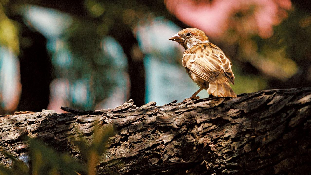 本港麻雀總數微升2.3% 元朗密度最高 多聚集康樂休憩區