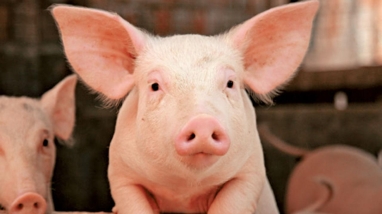 元朗流浮山豬場爆非洲豬瘟 漁護署︰場內豬隻全銷毀