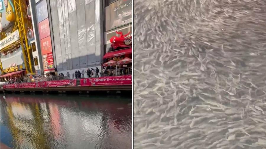 大阪道頓堀河突現大量魚群 日本網民：大地震先兆？(有片)