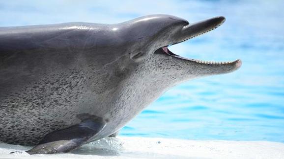 沖繩美麗海水族館飼養50年的海豚小沖。(沖繩美麗海水族館網頁)