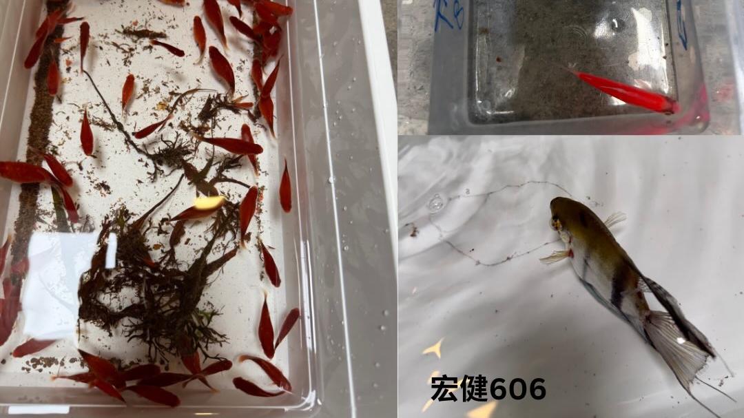 大埔宏福苑五級火｜愛協：再救出91隻動物 其中73隻生還。（fb「香港愛護動物協會 」圖片）