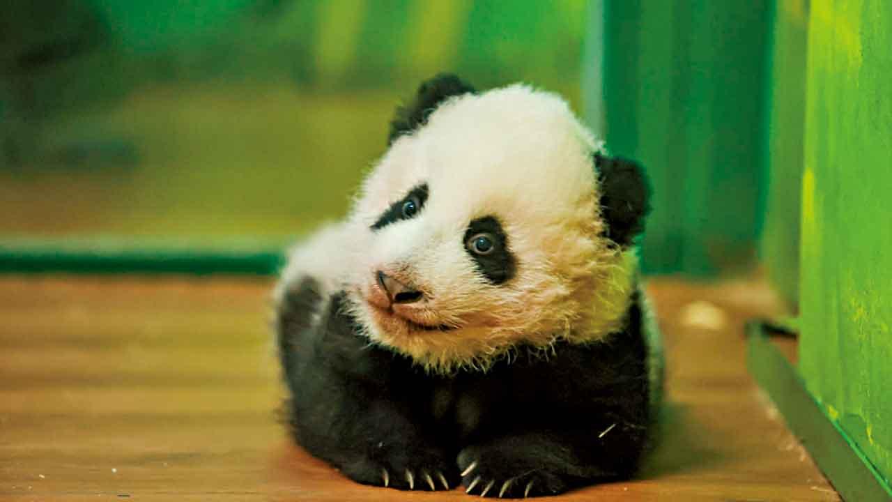 妹豬萌爆廣州！親子必住「妹豬家庭房」暢玩廣州長隆三園＋觀賞大馬戲