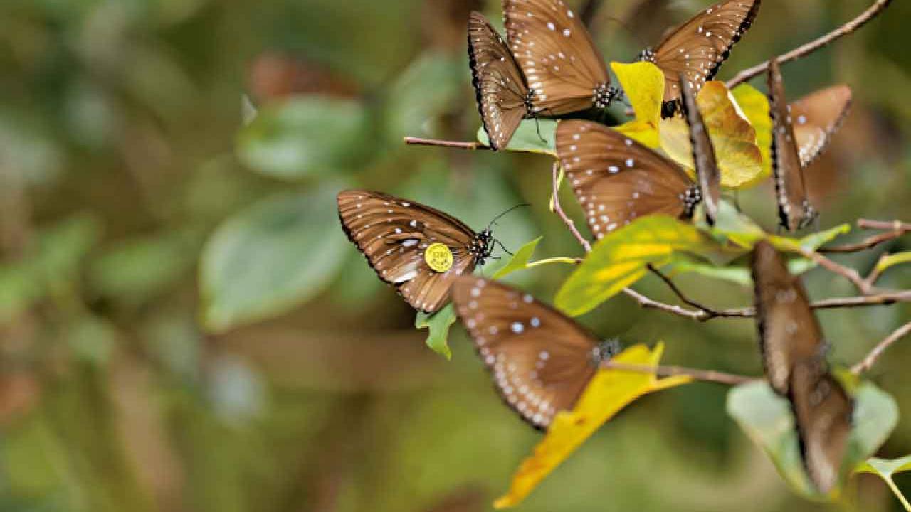 逾萬越冬斑蝶留港跨年 綠色力量︰規模屬近十年罕見