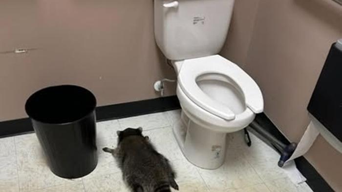 浣熊大鬧酒舖醉倒廁所「 大字形」趴地昏睡 網民：佢勁過人類