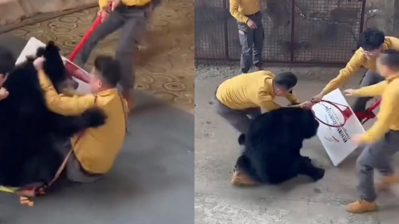 杭州動物園黑熊表演時暴走　為搶紅蘿蔔襲飼養員（有片）