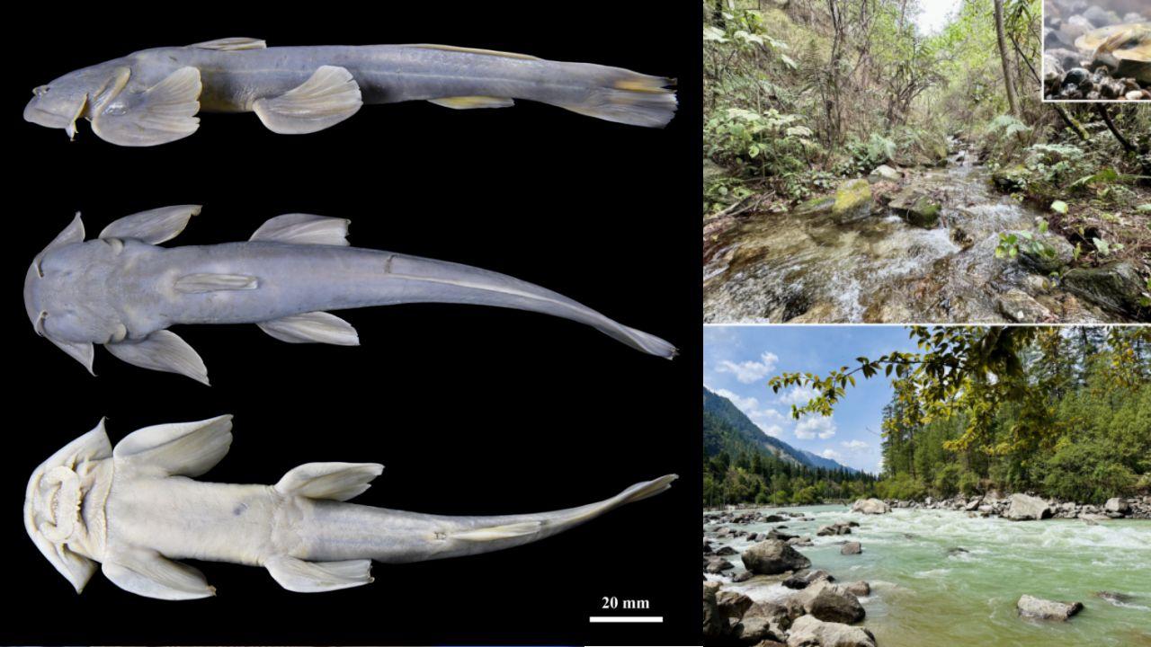 疣葉鑿齒鮡｜西藏高原發現魚類新物種　分布於喜馬拉雅東南察隅河。（西藏日報）