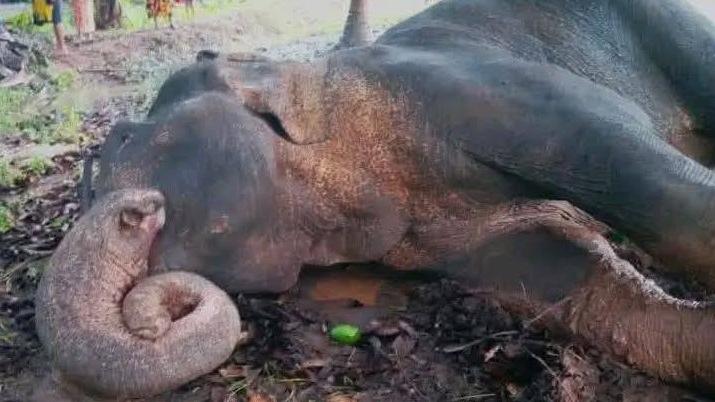 斯里蘭卡一頭野生大象被人用火燒傷致死。(網上圖片)
