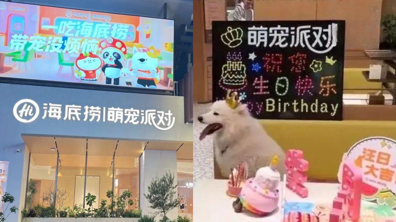 海底撈深圳店首創寵物專區　提供牛、鴨等無調味料理