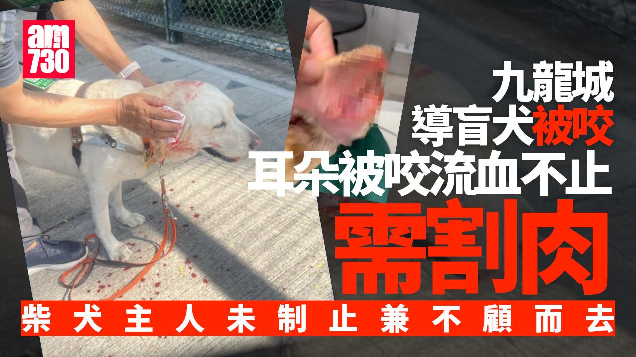 九龍城柴犬咬導盲犬 耳朵被咬甩肉流血不止 斥柴犬主人無制止不顧而去