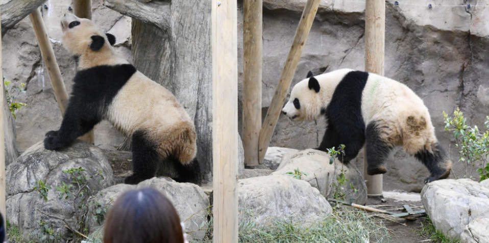 最後兩隻旅日大熊貓、東京上野動物園的龍鳳胎「曉曉」（右）和「蕾蕾」，將於明年1月下旬歸還中國(網上圖片)