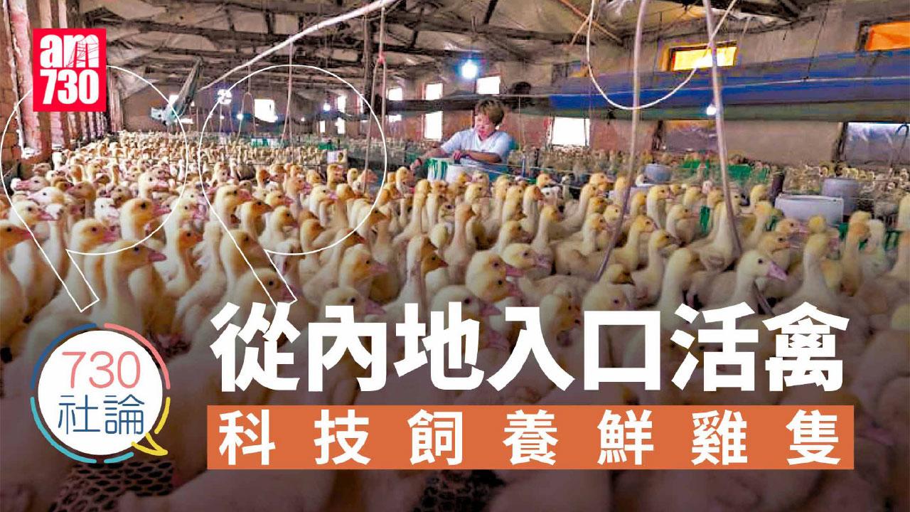 從內地入口活禽 科技飼養鮮雞隻