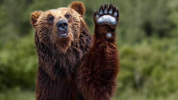 日本今年熊患嚴重，多地都有居民遇熊襲致死傷。(互聯網)
