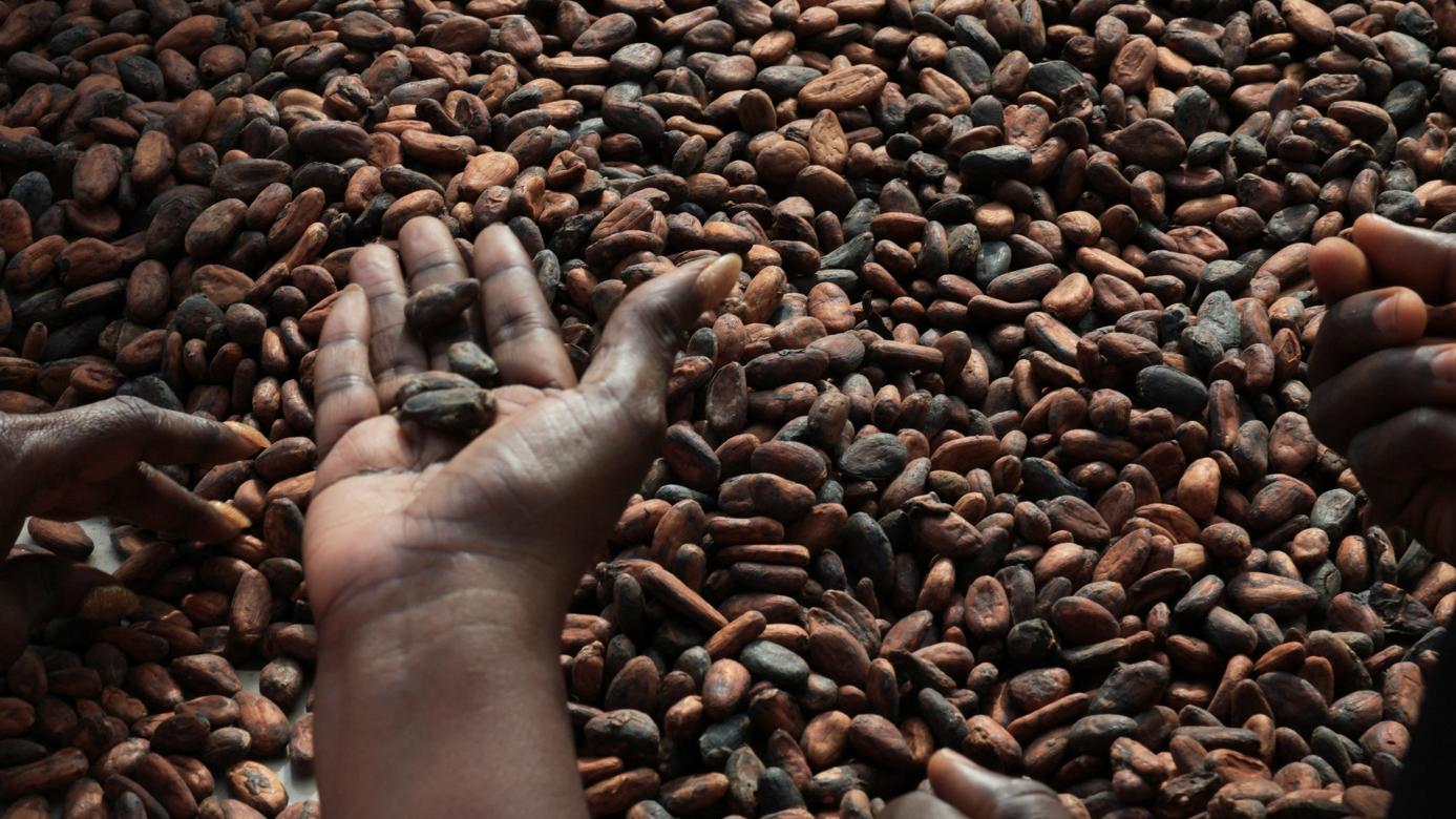 非洲國家加納生產的可可豆。 (資料圖片)