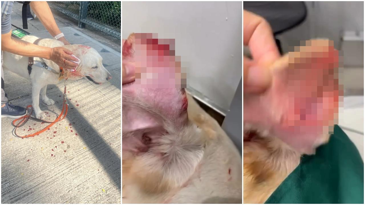 九龍城柴犬咬導盲犬  耳朵被咬甩肉流血不止  斥柴犬主人無制止不顧而去