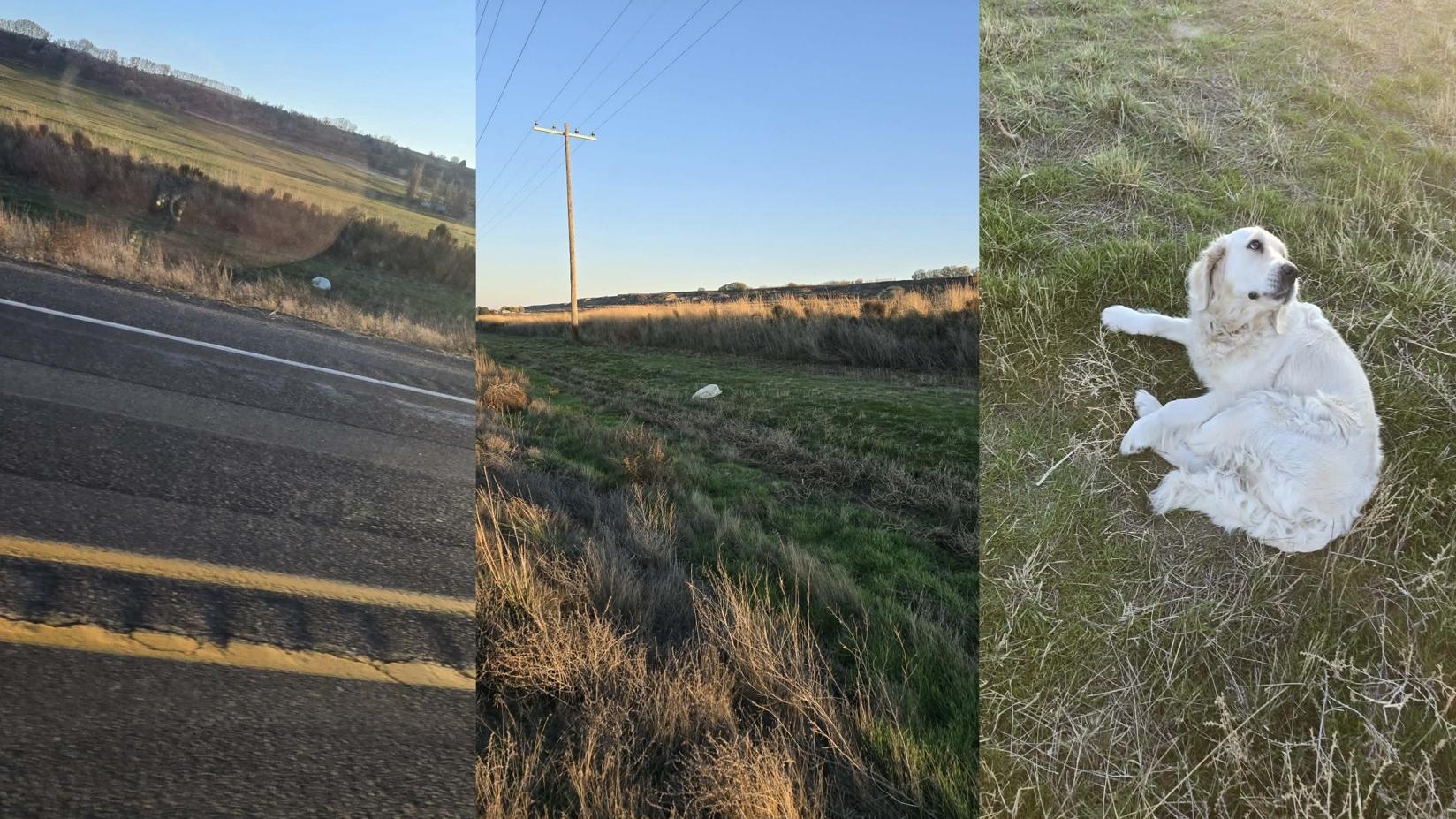 動保義工開車經過一處草地，見到一個白色物體，覺得不妥，下車查看，才發現原來是一隻受傷狗狗。(互聯網)