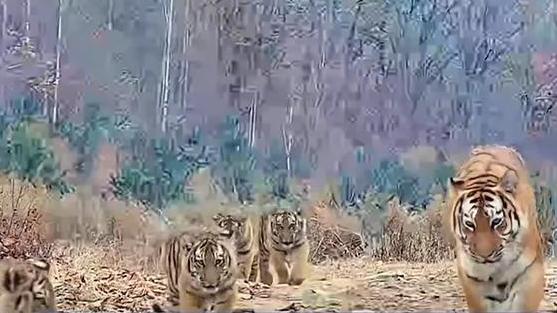 中國上月捕捉到東北虎「六虎同框」影像。（圖／翻攝新浪微博）