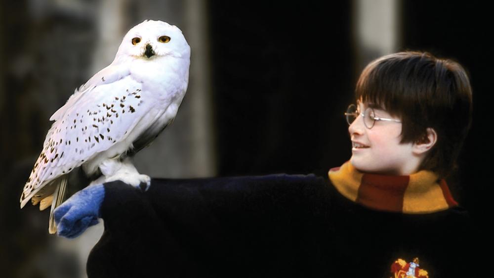 《哈利波特》「嘿美」10年不見蹤跡，雪鴞區域性滅絕。(網上圖片)