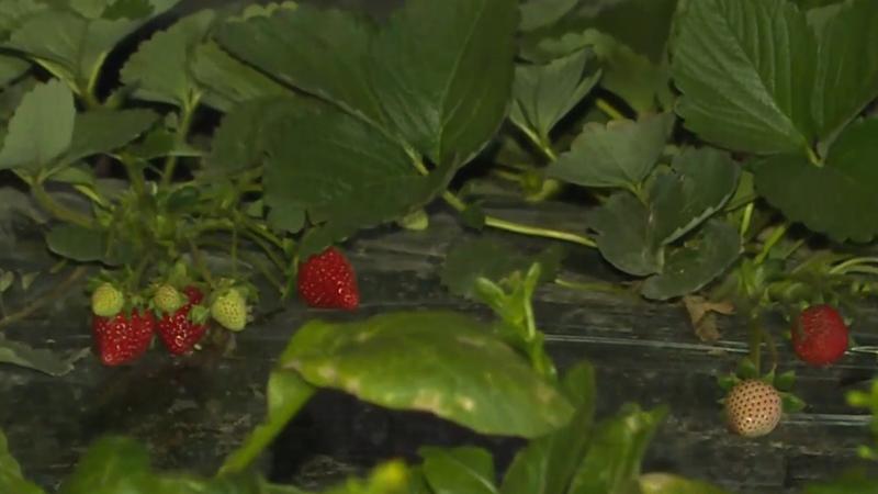 新界北最低5.9度，霜凍警告下農田果園未見結霜。(有線新聞截圖)