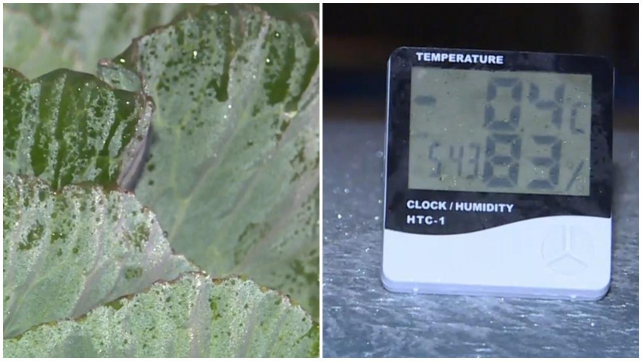 霜凍警告生效，粉嶺菜田及多架車結霜。(有線新聞截圖)