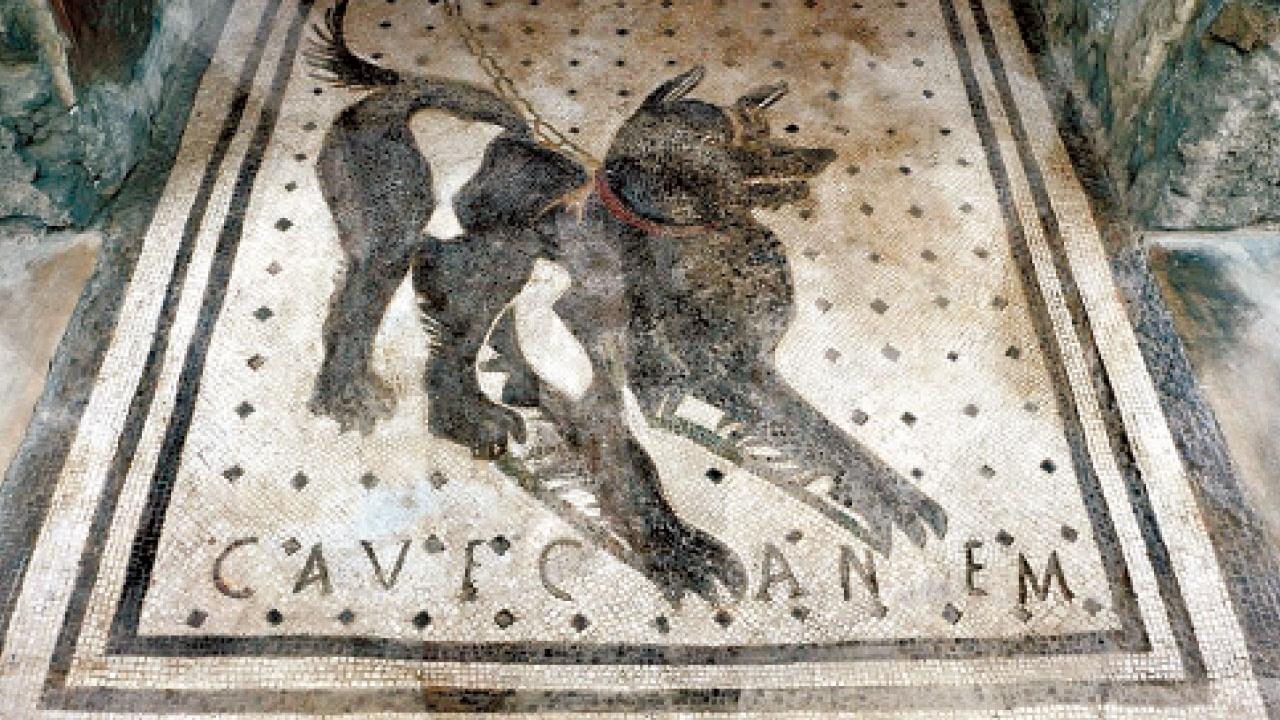 火山下的動物灰燼