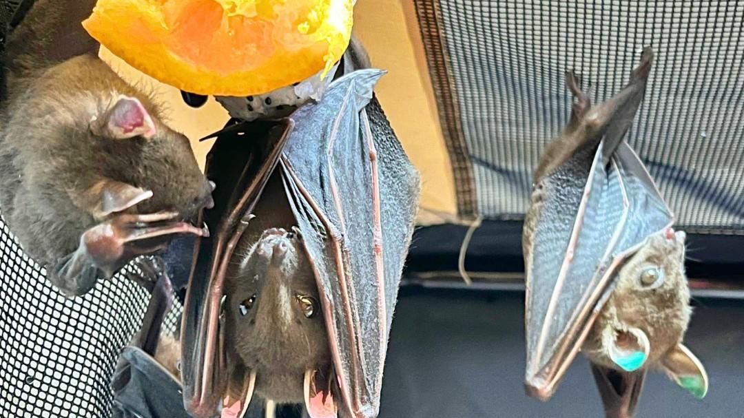 嘉道理農場暨植物園表示在過去3周，接獲3宗關於短吻果蝠進入校園的求助個案(嘉道理農場暨植物園圖片)