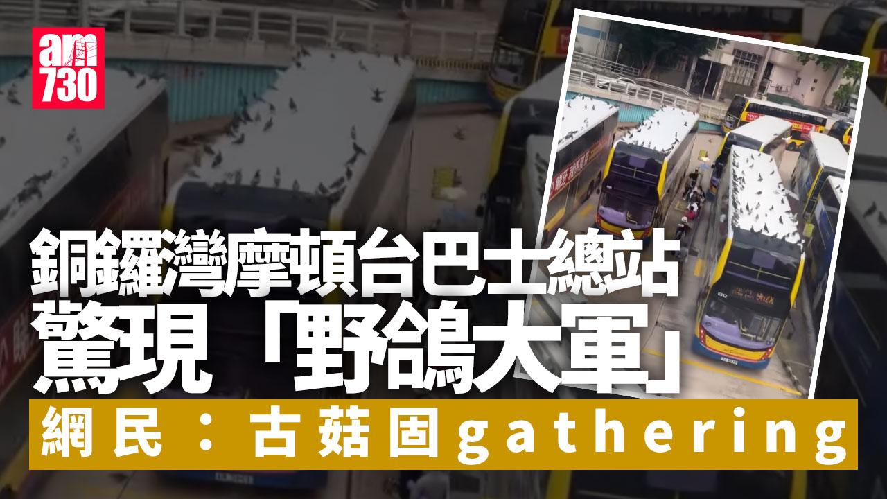 銅鑼灣摩頓台巴士總站驚現「野鴿大軍」　巴士車頂開派對(有片)
