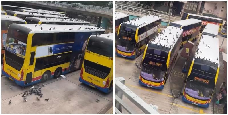 銅鑼灣摩頓台巴士總站被一群「野鴿大軍」攻陷，巴士車頂成為牠們休憩「開派對」場所。(threads@tlyice._.1003)