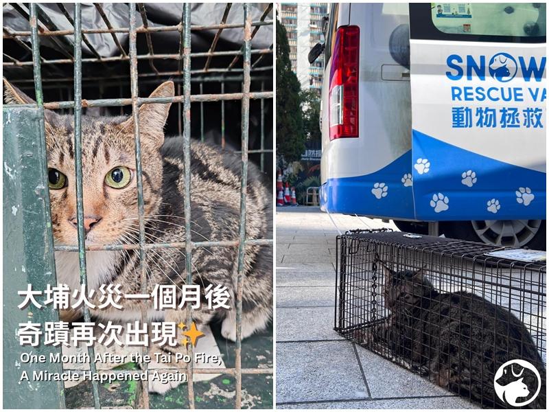兩貓大埔宏福苑現場奇蹟獲救，分別於聖誕元旦走入捕貓籠。(SPCA (HK) 香港愛護動物協會)