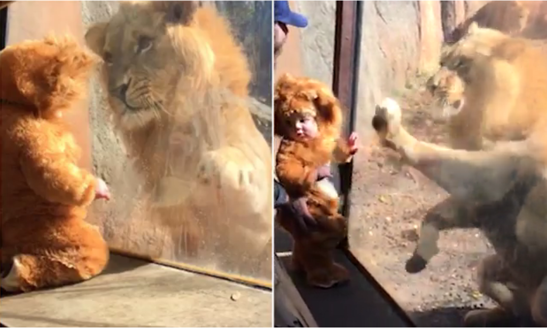 雄獅遇幼獅 父愛牽一線