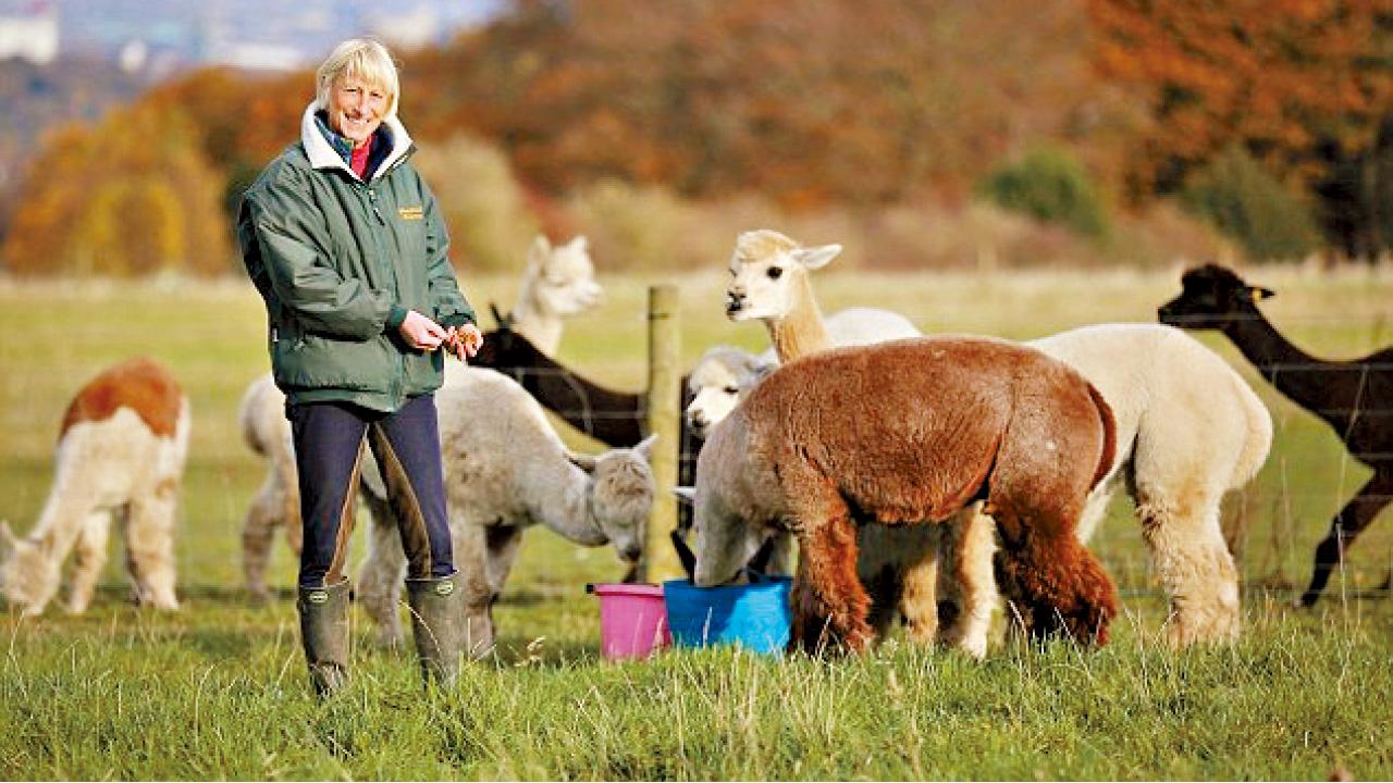 羊駝助癌婦重生