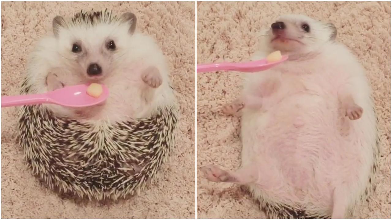 刺蝟仔見嘢食 由個波攤番開 (有片)