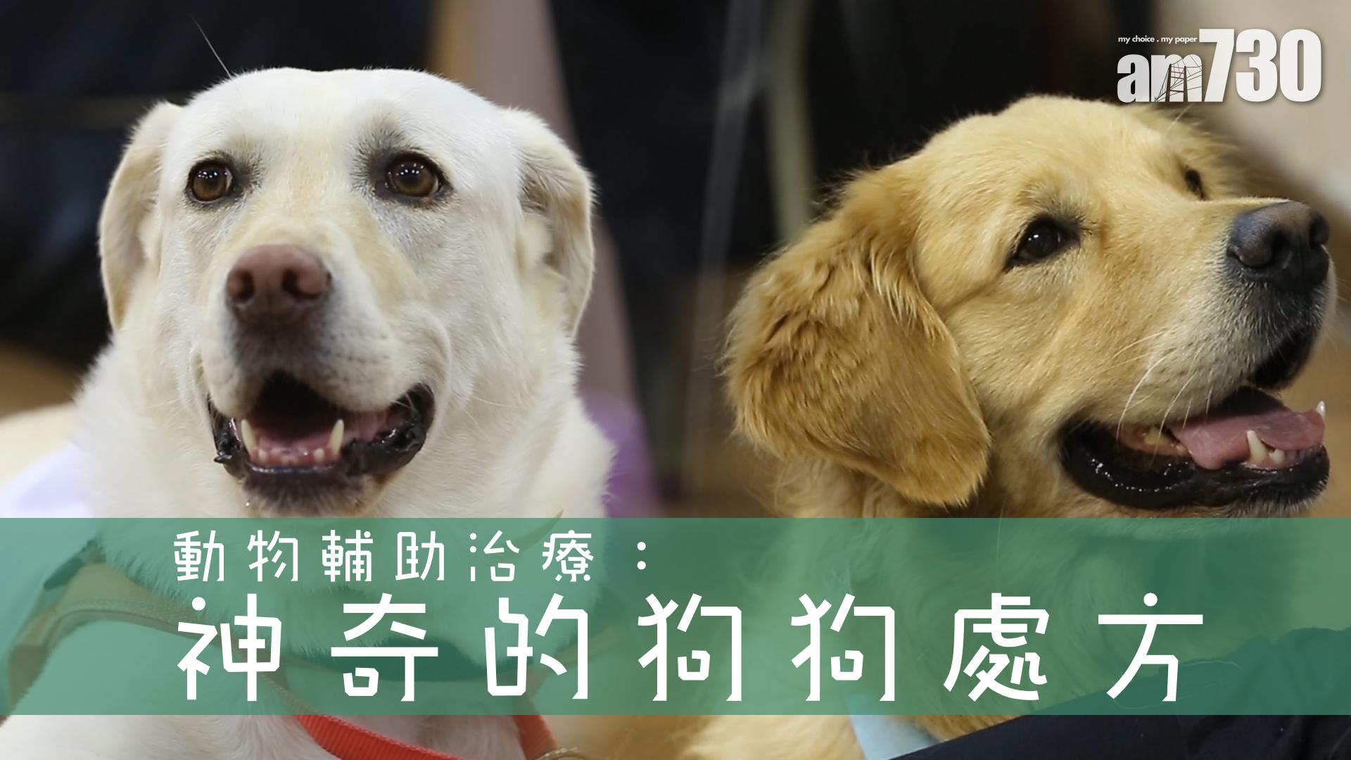 神奇的狗狗處方