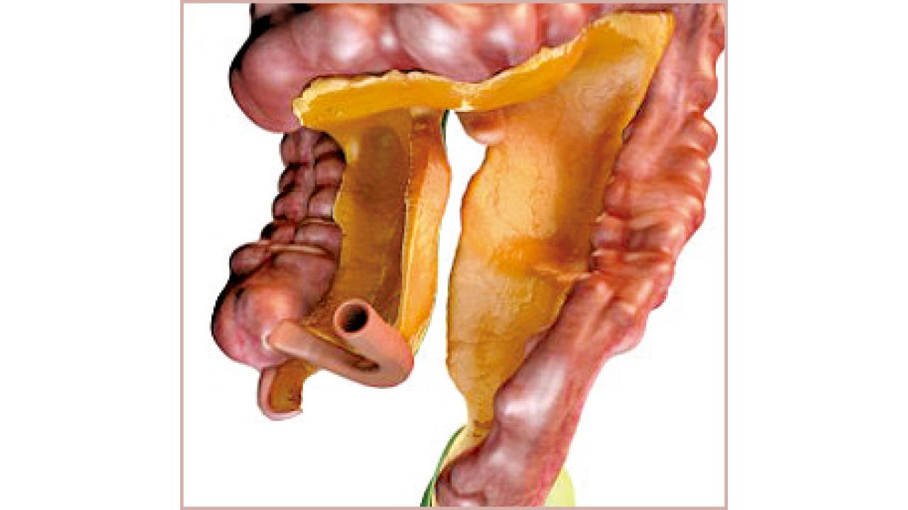 「腸繫膜」或是人體新器官