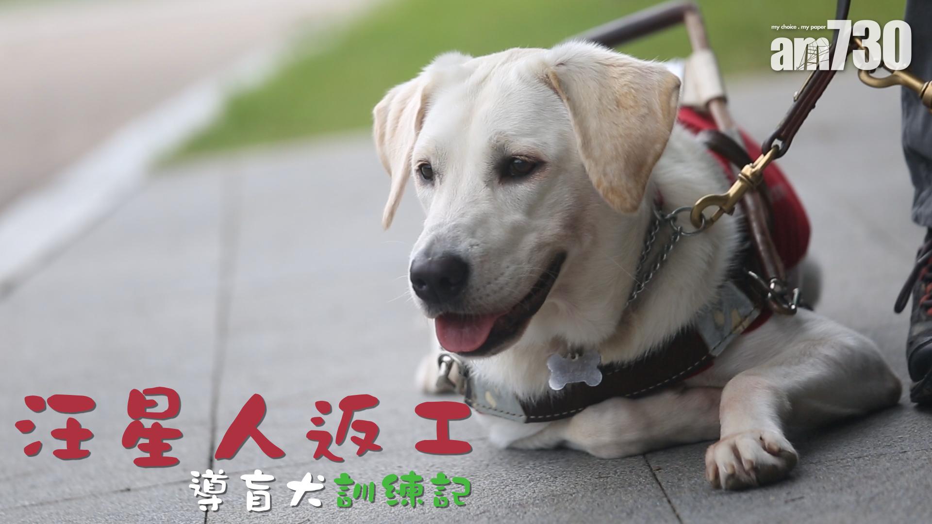 汪星人返工 導盲犬訓練記