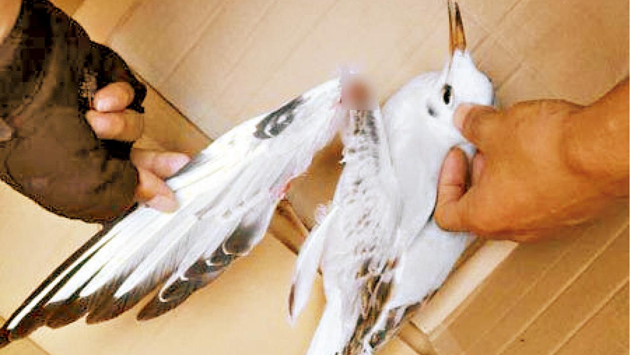 捉海鷗拍照遭阻 雲南漢摔斷鳥翼洩憤