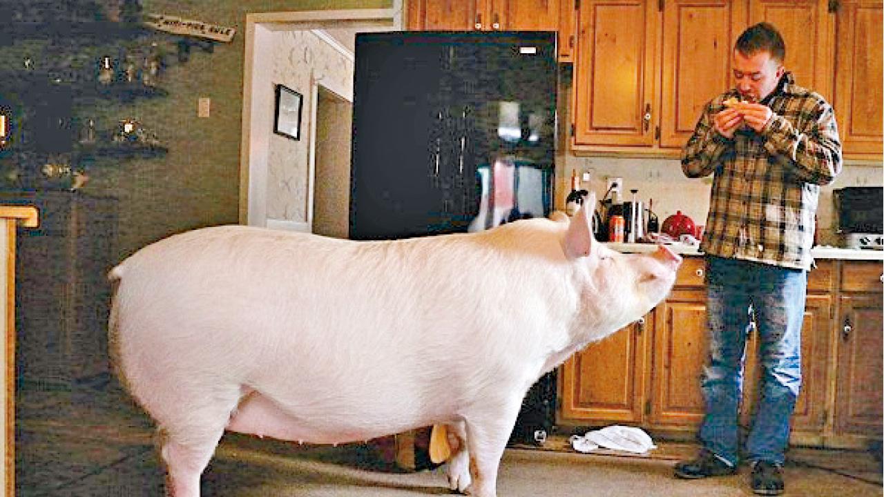 迷你豬變北極熊