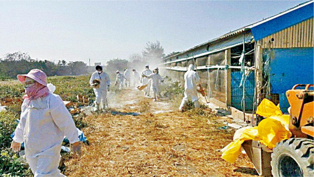 行政院成立災害應變中心 台2縣雞場再爆禽流感